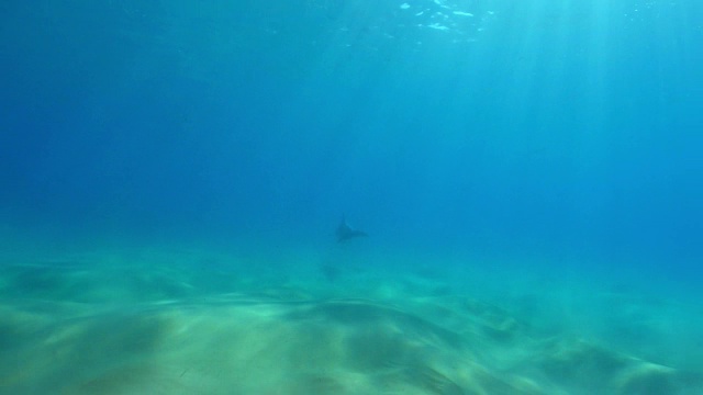 水下追踪宽吻海豚玩海藻视频素材