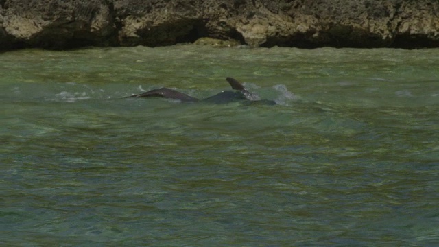 宽吻海豚在以海岸为背景的浅滩中游泳视频素材