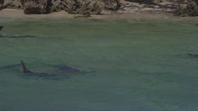 一群宽吻海豚在浅滩上游泳，背景是海岸视频素材