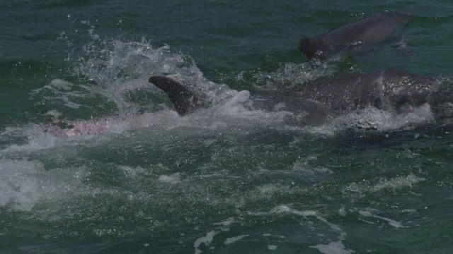 雄性海豚爬上雌性海豚，第二只雄性海豚潜入水中视频素材