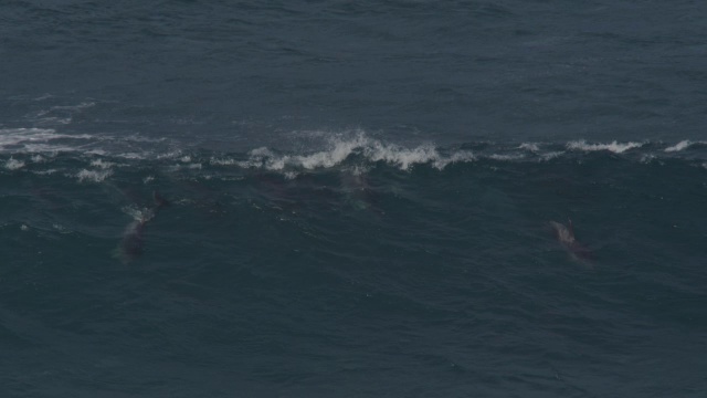 一群宽吻海豚在海浪中滑行，水下可见视频素材