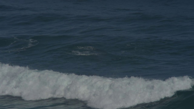 一群宽吻海豚在水下冲浪，还有一只海豚在水下跳跃视频素材