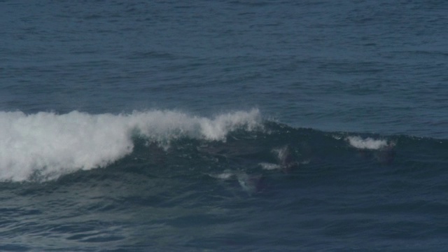 两组宽吻海豚的幼崽在水下游泳和冲浪视频素材