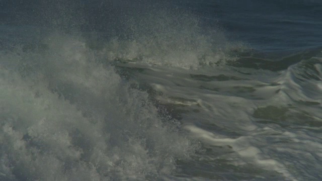 宽吻海豚在水下冲浪视频素材