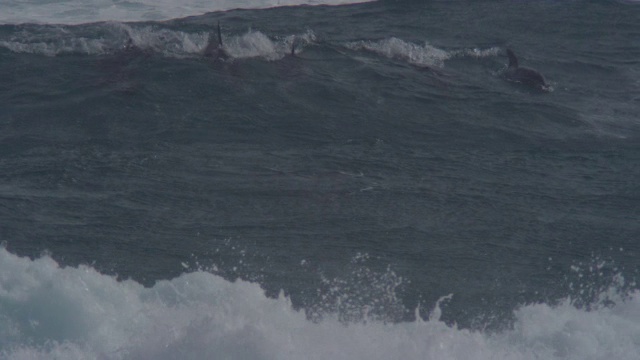 MS宽吻海豚群骑浪和冲浪可见水下视频素材