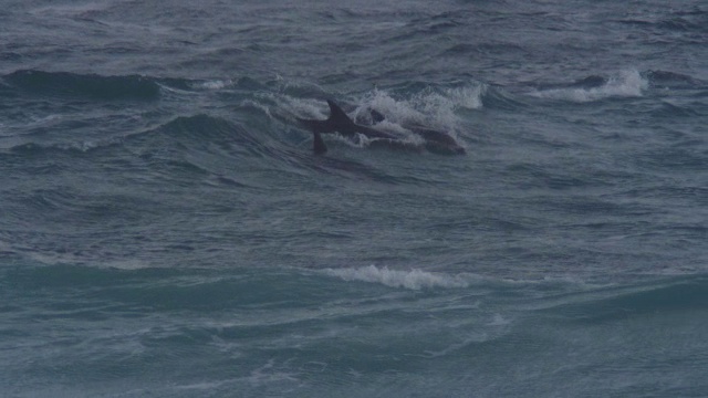 MS宽吻海豚群在小海浪上冲浪视频素材