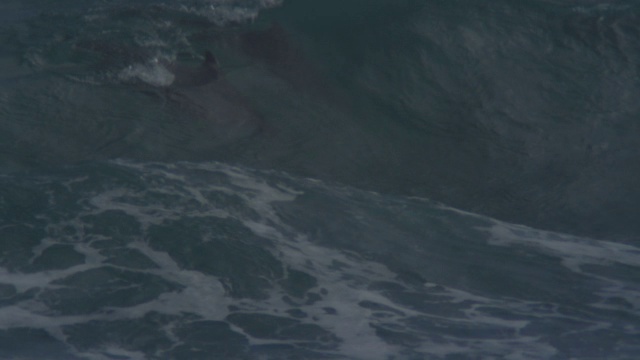 宽吻海豚群在海浪中游泳，在水下可见冲浪视频素材