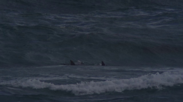 宽吻海豚在水下冲浪视频素材