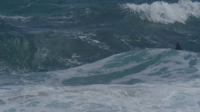 一群宽吻海豚带着幼崽在破浪中游泳，在水下冲浪视频素材