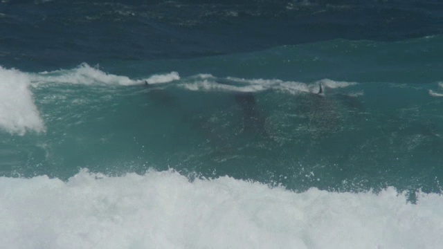 一群宽吻海豚在海浪中滑行，水下可见视频素材