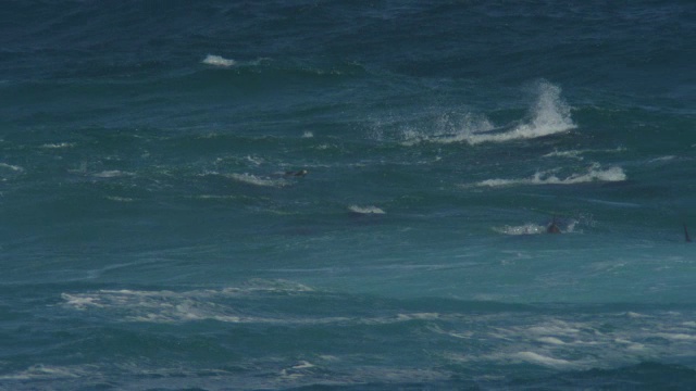 一群宽吻海豚在海浪中滑行，水下可见视频素材