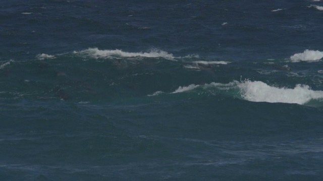 一群宽吻海豚在海浪中滑行，水下可见视频素材