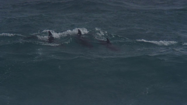 MS宽吻海豚群骑浪和冲浪可见水下视频素材