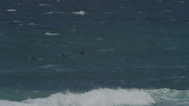 一大群宽吻海豚漂浮在浪花中，前景是碎浪视频素材