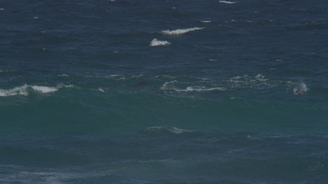 WS宽吻海豚在海浪中跃出海面，在海豚群中嬉戏视频素材