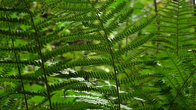 蕨类植物视频素材