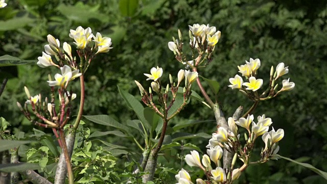 鸡蛋花在树上开花视频素材