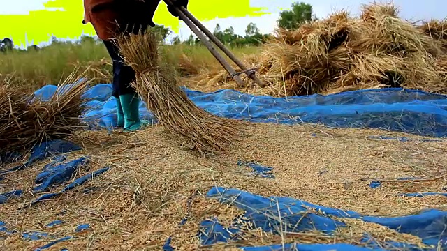 水稻脱粒视频下载