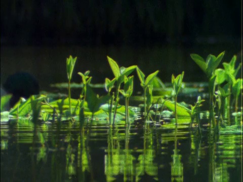 野鸭游过水生植物的特写视频素材