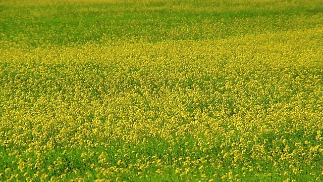 广角油菜田视频素材