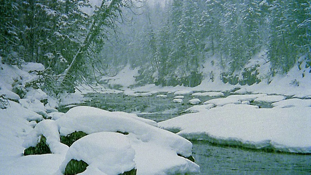 在松林中拍摄降雪河流视频素材