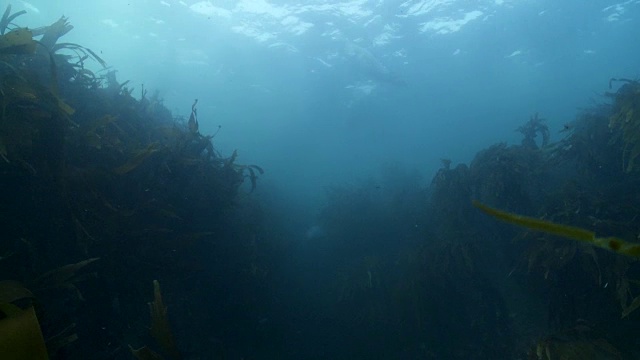 灰海豹在海藻中游泳视频素材