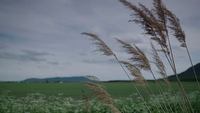 高草和花近地视频素材