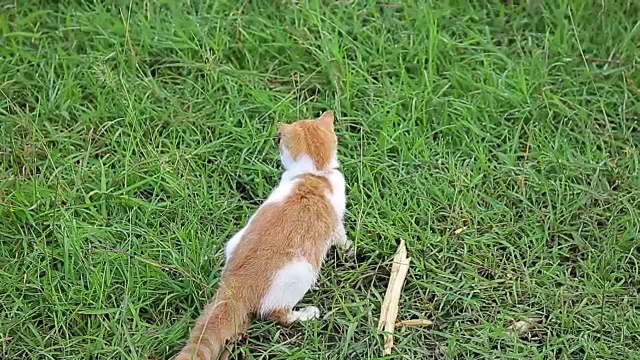 猫视频素材