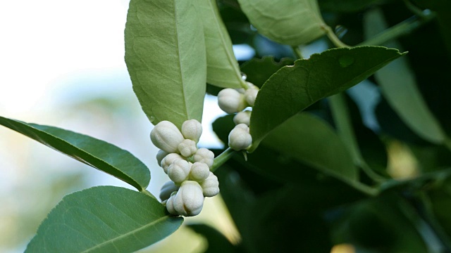 酸橙花视频素材