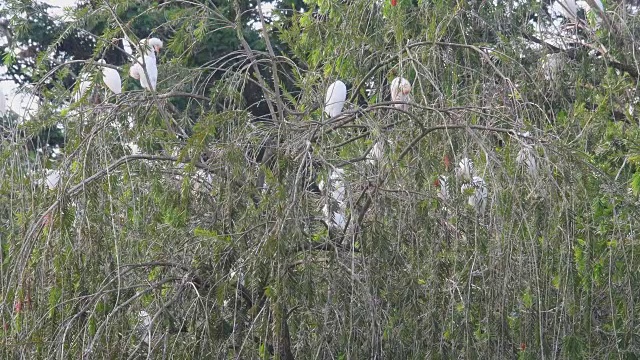 古巴圣斯提灵(Sancti Spiritus)，玛雅基瓜湖(Mayajigua Lake)，一棵供白鹭和其他鸟类安全睡觉的树视频素材