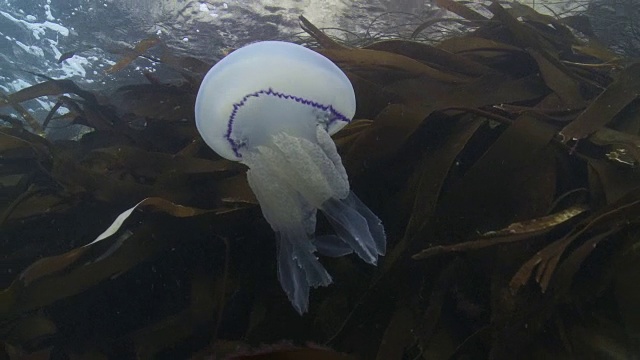 桶形水母在海带中游动视频素材