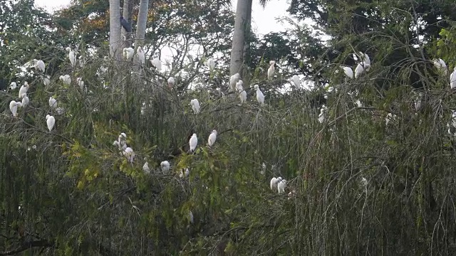 古巴圣斯提灵(Sancti Spiritus)，玛雅基瓜湖(Mayajigua Lake)，一棵供白鹭和其他鸟类安全睡觉的树视频素材