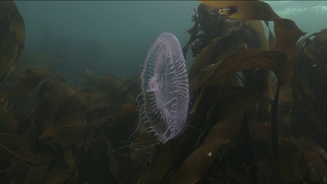 水母漂浮在海藻林中视频素材