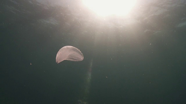 海蜇漂浮在洋流上视频素材