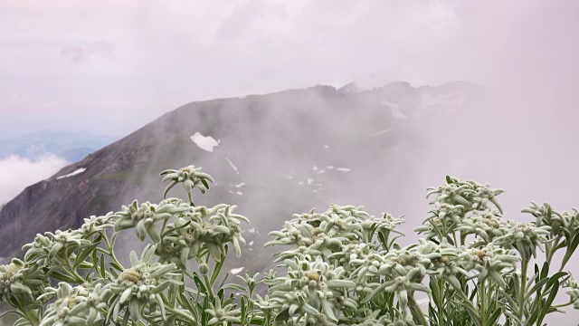 雪绒花,阿尔卑斯山视频素材