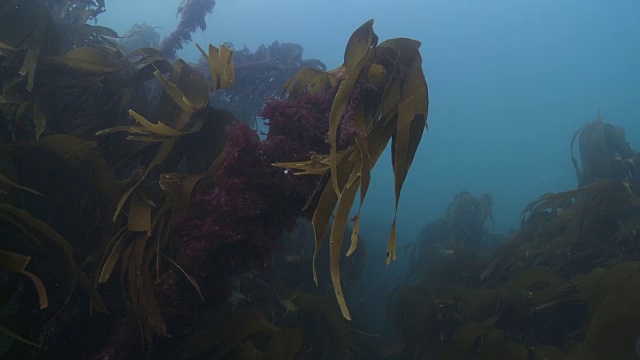 海藻几乎不随水流移动视频素材