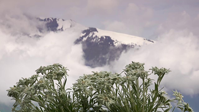 雪绒花,阿尔卑斯山视频素材