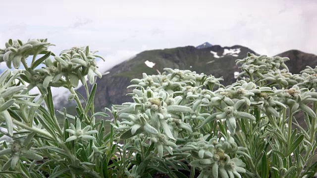 雪绒花,阿尔卑斯山视频素材