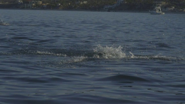 2条蝠鲼从水中跃起，以海岸线为背景视频素材