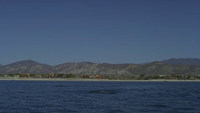 以海岸线为背景，一群蝠鲼在水中跳跃视频下载