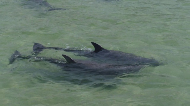 2只宽吻海豚在浅水处靠近游泳视频下载