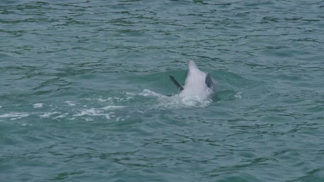 宽吻海豚在浅滩中仰泳视频素材