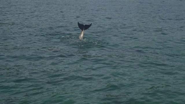 宽吻海豚玩着尾巴溅水，在浅滩上游着视频素材