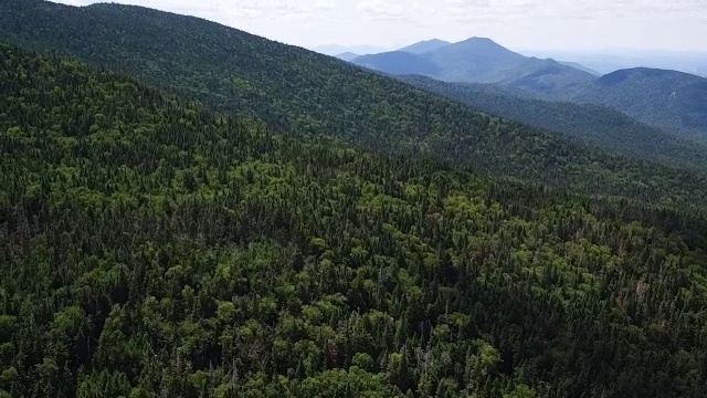 空中飞过一片常青树林，遥望白脸山视频素材