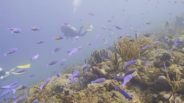 宽镜头拍摄的人浮潜在海洋与鱼/圣乔治，格林纳达视频素材