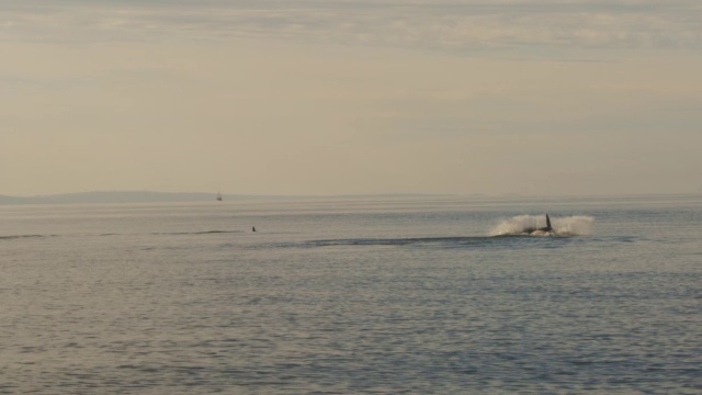 在平坦开阔的海面上发现了虎鲸视频素材