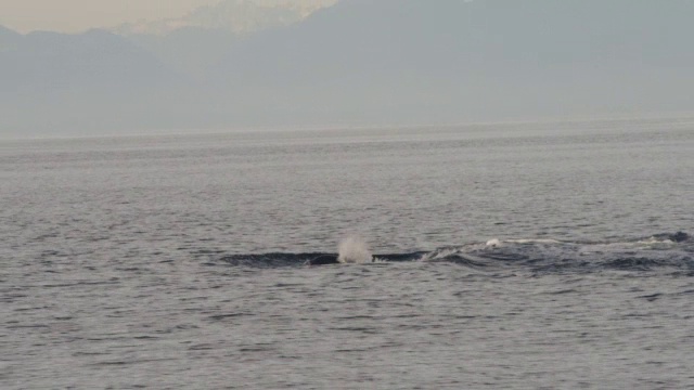 MS追踪3只虎鲸浮出海面，在公海上以侧面呼吸视频素材