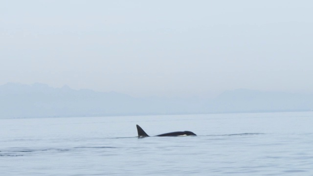 一组3只逆戟鲸在平坦的海面上以侧面呼吸视频素材