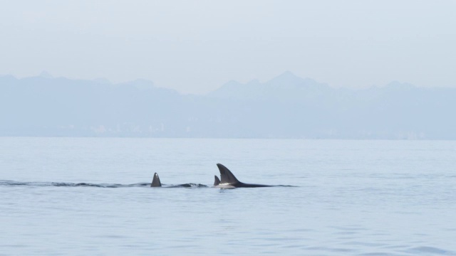 一群逆戟鲸幼体在海面上，在平坦的海面上以侧面呼吸视频素材