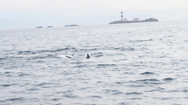 3只虎鲸浮出水面呼吸，以岛屿为背景视频素材